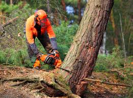 Edenton, NC Tree Removal and Landscaping Services Company